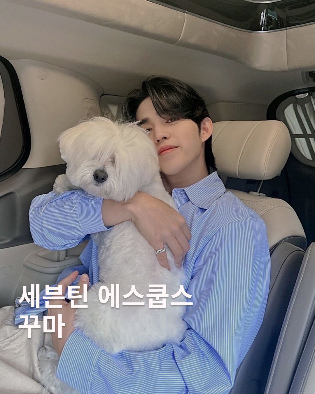 세븐틴 위버스
