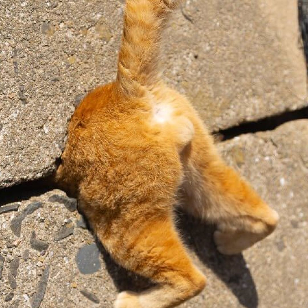 @comedypetphoto_awards
