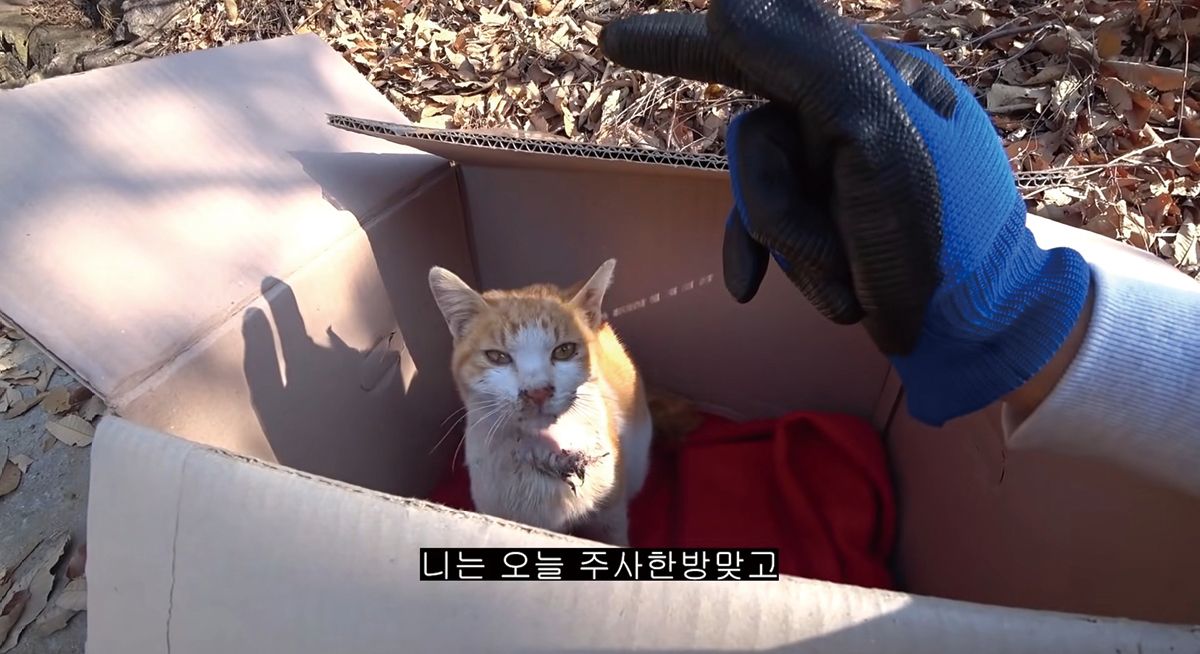 ‘산에서 굶고 있는 고양이, 양봉장 쥐잡이로 채용하기’ 영상. 반려묘 토르를 처음 만난 영상으로, 프응TV에서는 양봉 관련 영상뿐 아니라 전원생활을 담은 다양한 콘텐츠를 만날 수 있다. 