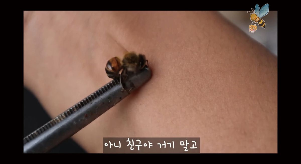 ‘벌침에 대한 이해와 쏘였을 시 대처법! 그리고 최대한 쏘이지 않는 법!’ 영상. 양봉과 벌에 대한 바른 지식을 전하기 위해 유튜브 채널을 만든 프응은 다양한 정보 전달 콘텐츠를 제작하고 있다. 