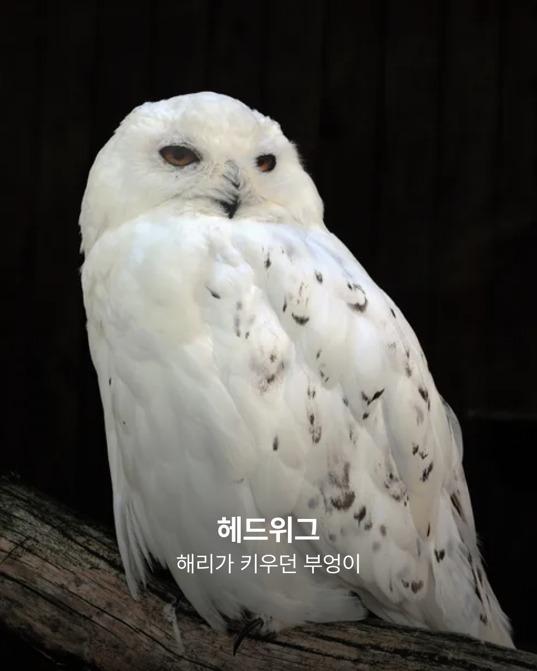 '해리 포터' 헤드위그