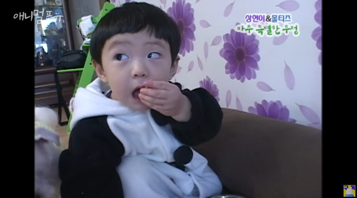 KBS동물티비 공식 유튜브