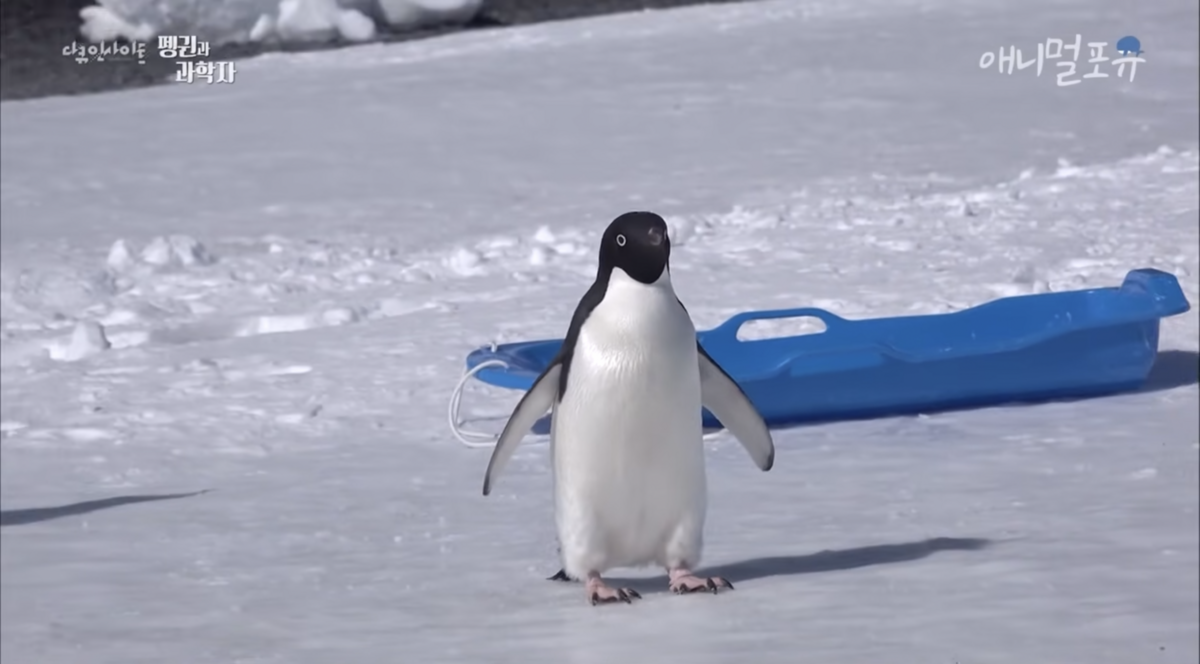 야영지 주변을 어슬렁 거리며 호기심을 보이는 펭귄. 같은 곳에 머무는 인간과 펭귄이 만들어내는 뜻밖의 순간들이 흥미롭다. / 출처: 애니멀포유 공식 유튜브