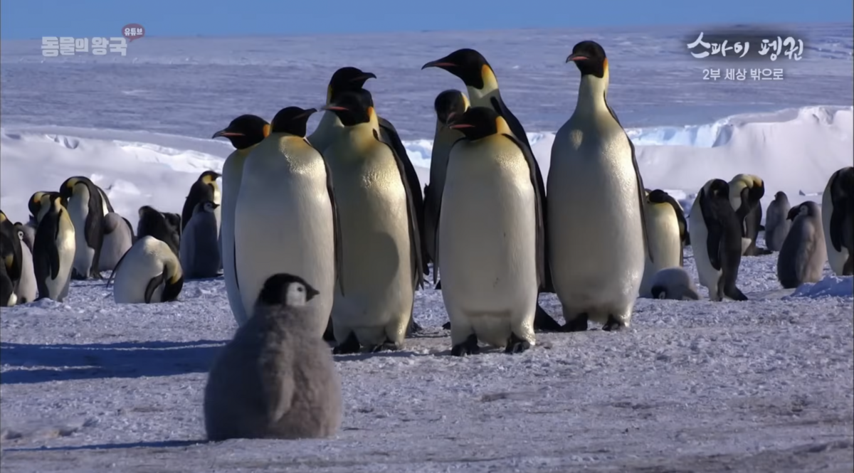 스파이 카메라를 자연이나 무리의 일원으로 착각해 벌어지는 가지각색 해프닝이 이 다큐멘터리만의 매력이다. / 출처: KBS 동물의 왕국 공식 유튜브