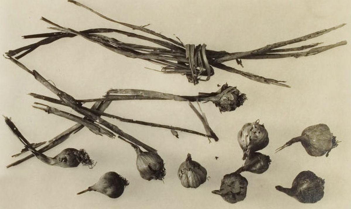 이집트 투탕카멘 왕의 무덤에서 발견된 마늘 뭉치 / 출처: 위키피디아