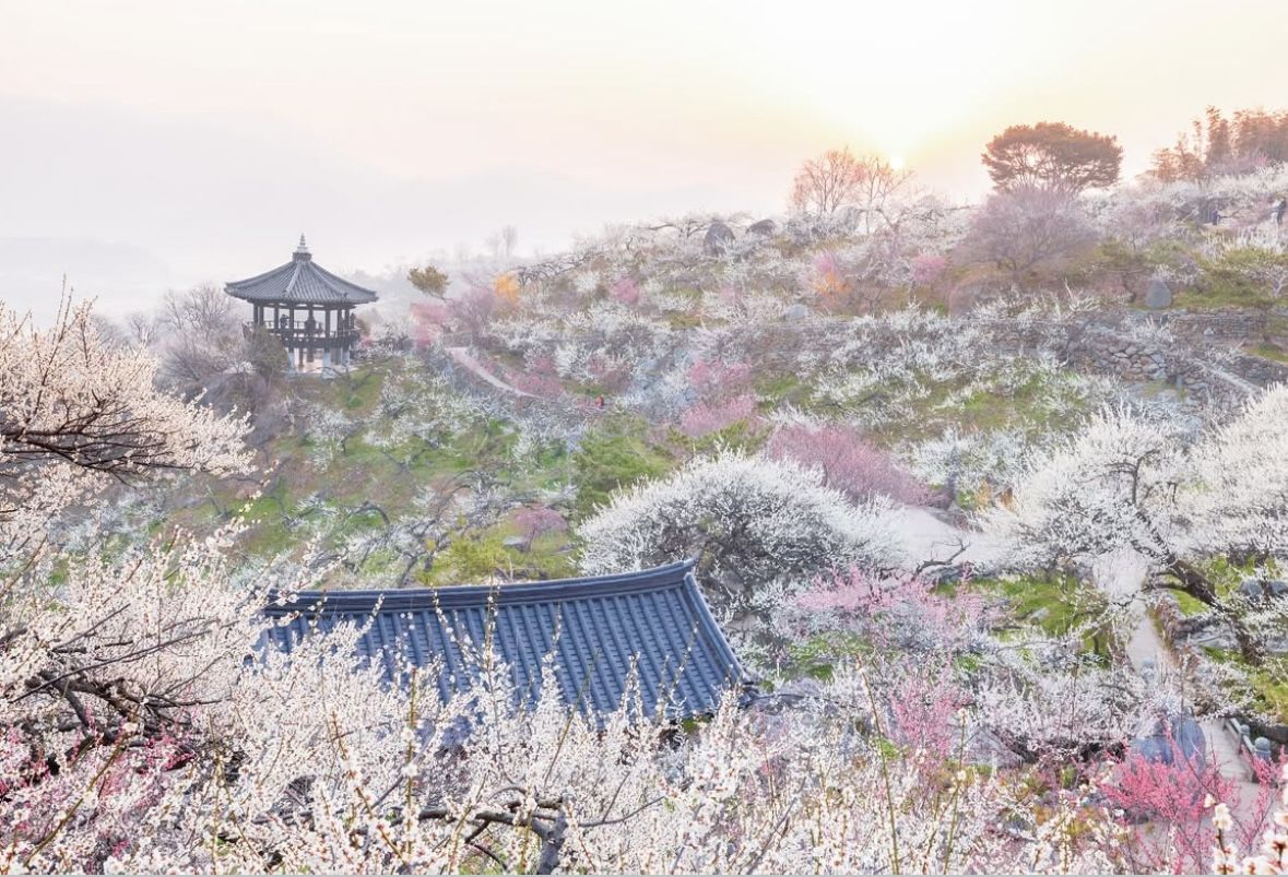 기와집과 정자를 둘러싼 매화군락이 마치 조선시대에 와 있는 듯한 느낌을 준다. / 출처: 관양관광(@gwangyang_tour)
