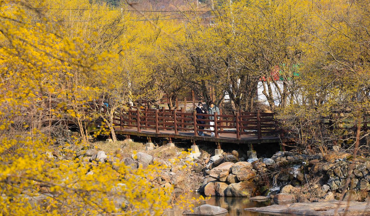3월이면 산수유꽃의 황금빛으로 지리산이 물든다. / 출처: 구례 산수유꽃 축제 공식 홈페이지