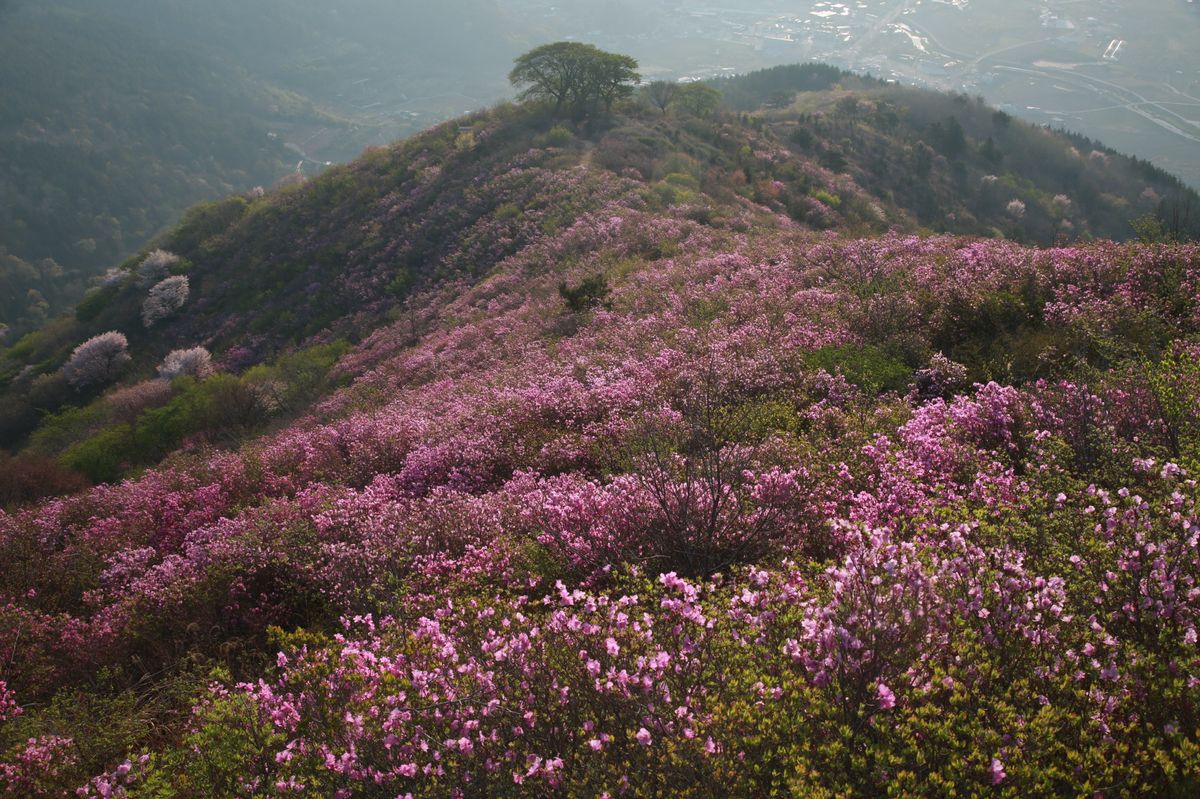영취산은 국내에서 가장 큰 진달래 군락지다. / 출처: 여수영취산진달래축제보존회