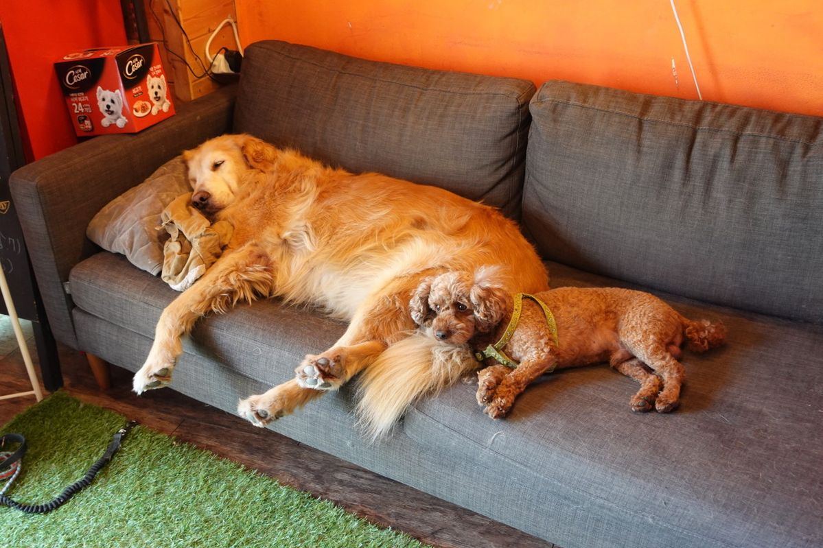 언플러그드 홍대에 방문하면 만날 수 있는 리트리버 ‘해피’와 푸들 ‘꼬미’. / 출처: 언플러그드 홍대 네이버지도 업체 등록