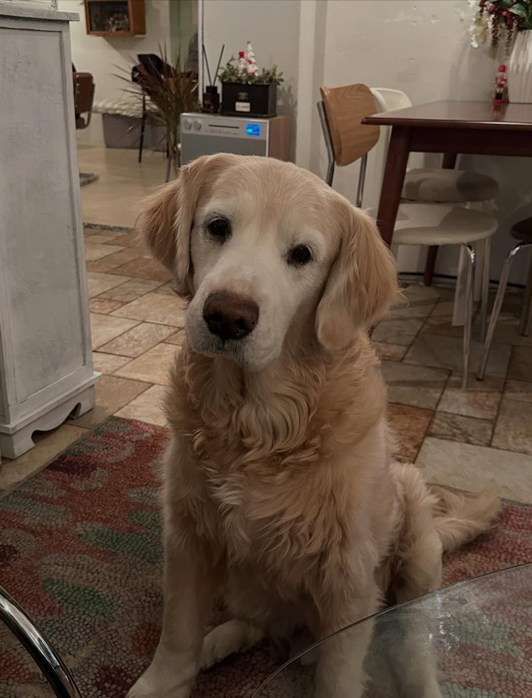 오는 이를 반기는 상주견 ‘뭉자’. / 출처: 치트키룸 인스타그램