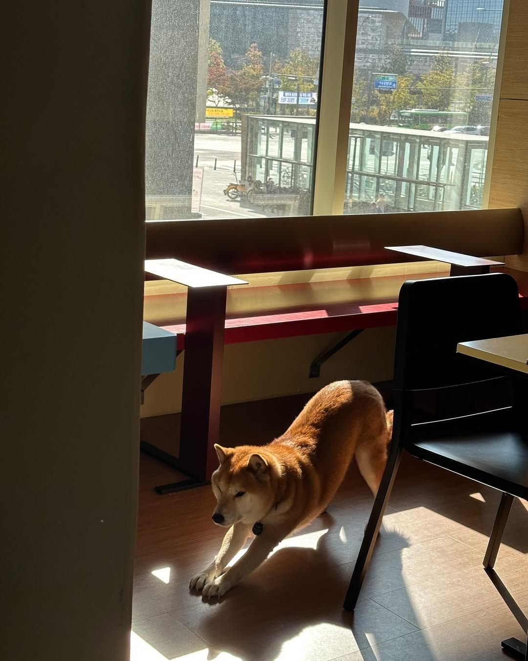 통창 너머로 보이는 상주견 ‘히로’와 눈이 마주쳐 방문하게 됐다는 증언이 속출 중이다. / 출처: 어로드사이드 인스타그램