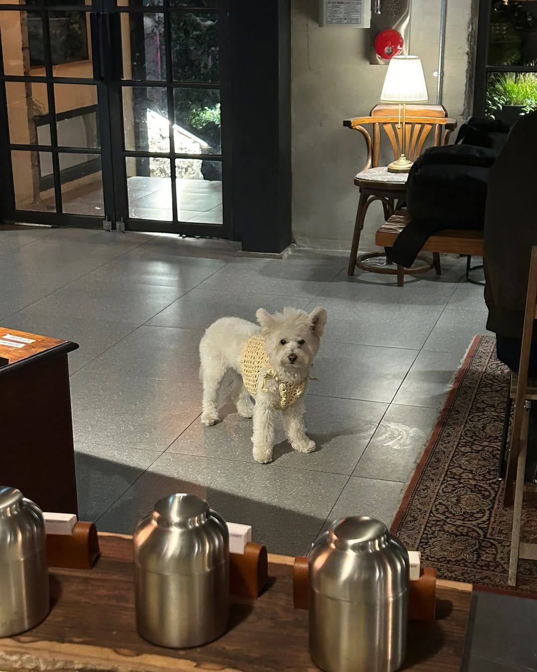 마스코트 역할을 톡톡히 해내는 상주견 ‘뭉자’. / 출처: Uig 인스타그램