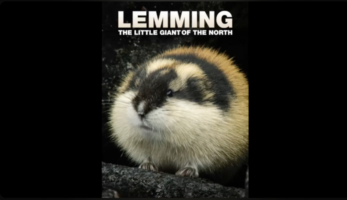 음악은 이제 단순한 감상을 넘어 개인의 소유물로 확장되는 추세다 / 이미지 출처: 유튜브 DJ LEMMING 영상 내 캡처