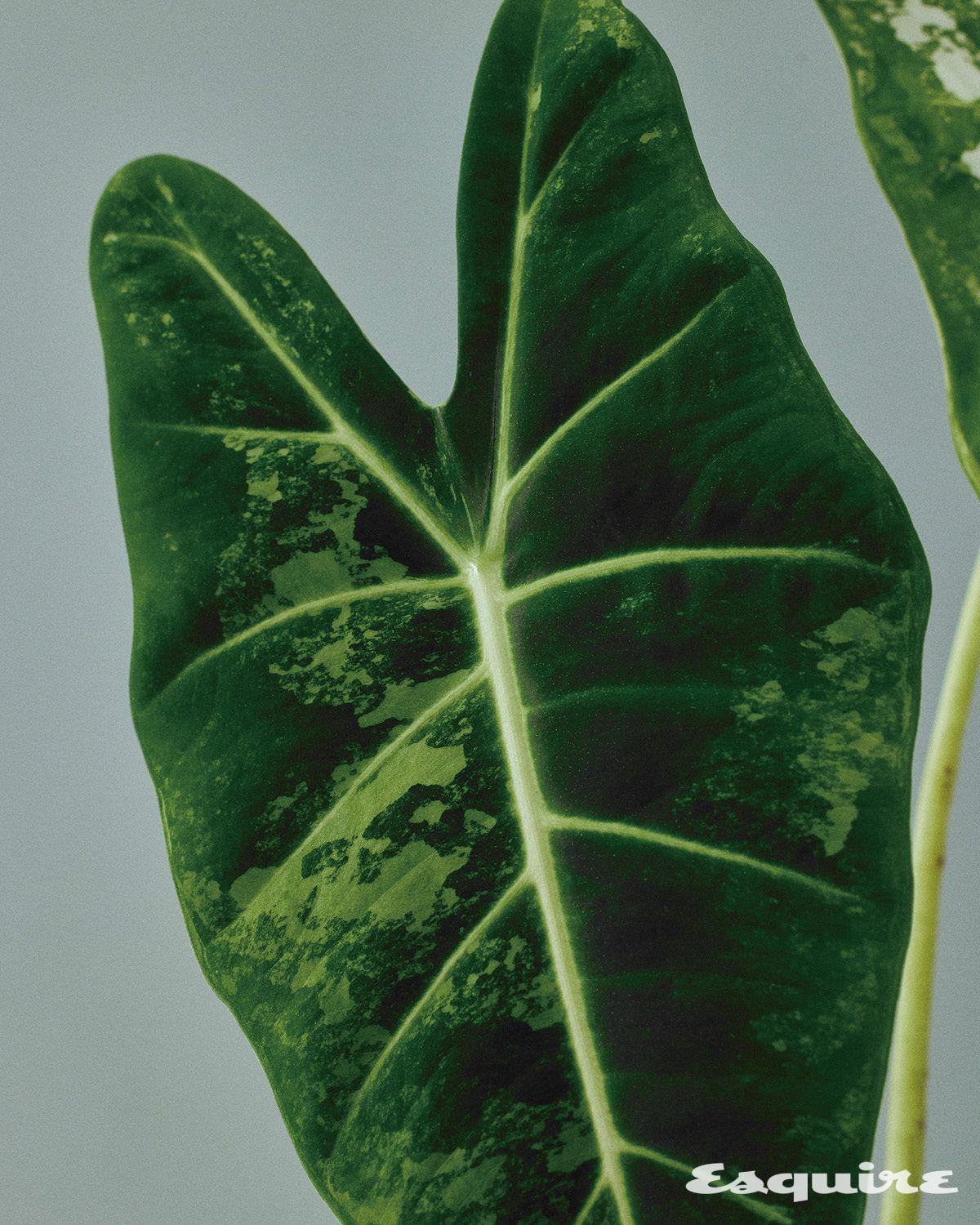 공기 정화와 천연 가습 효과를 통해 쾌적한 실내 환경을 조성하는 알로카시아 프라이덱 7만원 너프야드.