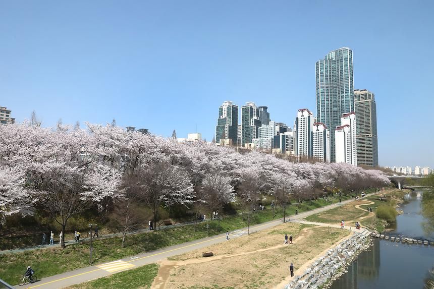 벚꽃이 만개한 양재천 러닝 코스 / 이미지 출처: 강남구청 사진 아카이브