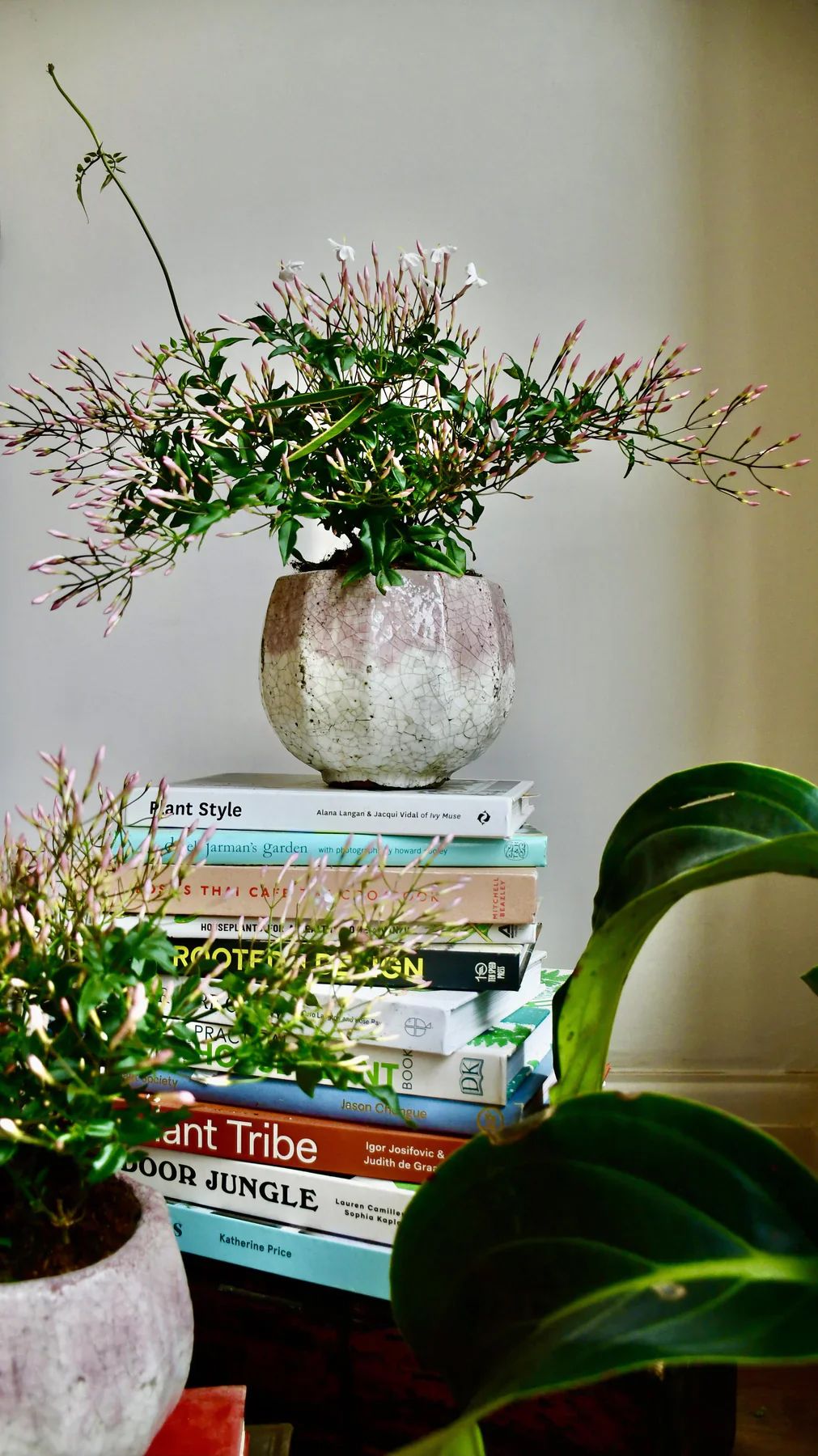 덩굴 식물인 자스민 폴리안섬 / 이미지 출처: 인스타그램 happyhouseplants 웹사이트