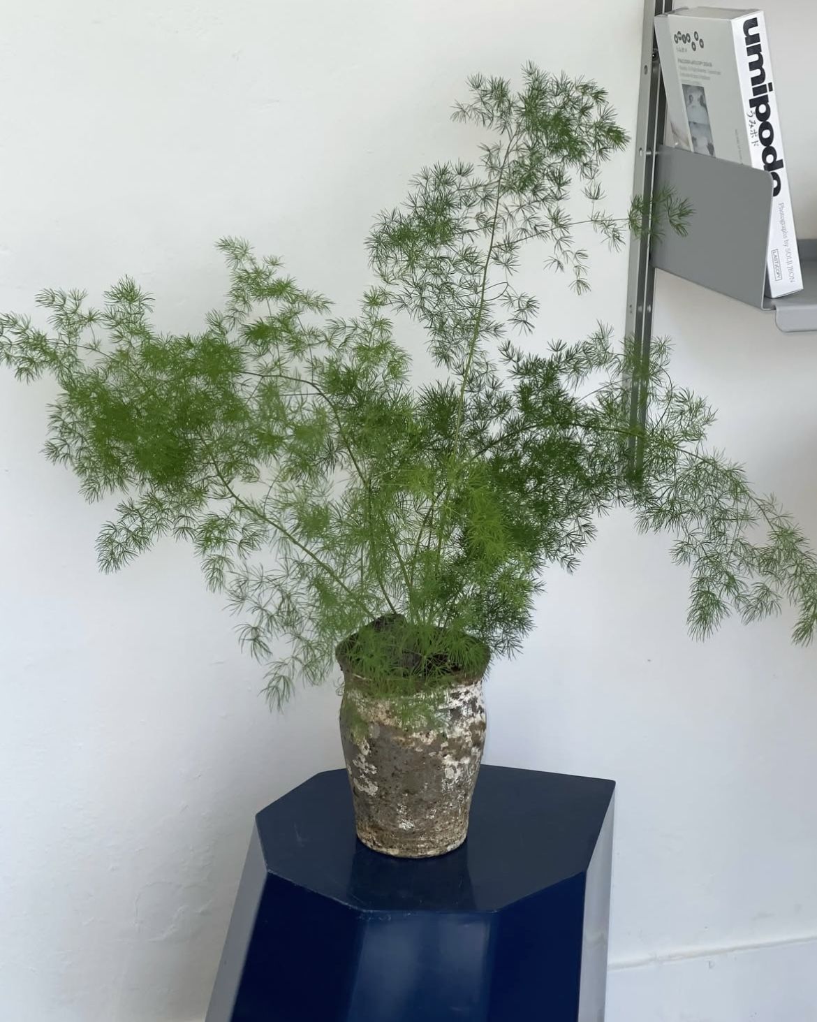 가시처럼 뻗은 잎은 예상과 달리 부드럽다. / 출처: 두왑플랜트 인스타그램(@doowop_plant)