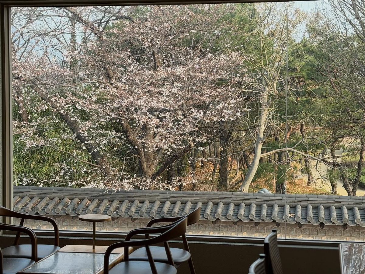 김해의 봉황대공원과 수로왕릉 사이에 위치한 벚꽃 뷰 맛집 카페, 해이담. 이미지 출처 : 인스타그램 @haeedam.coffee