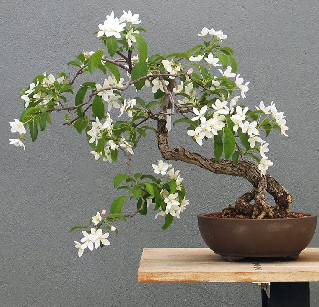 사계절 푸른 잎을 지닌 오렌지 자스민 / 이미지 출처: 인스타그램 happyhouseplants 웹사이트