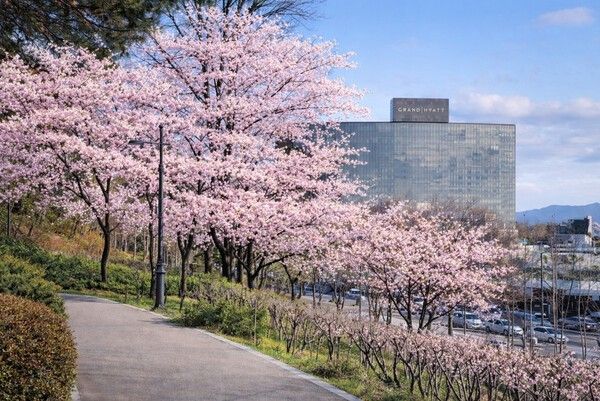 그랜드 하얏트 서울 주변으로 벚꽃이 만개한 모습. 남산과도 가까워 벚꽃 놀이에 제격이다. / 이미지 출처: 뉴스플릭스