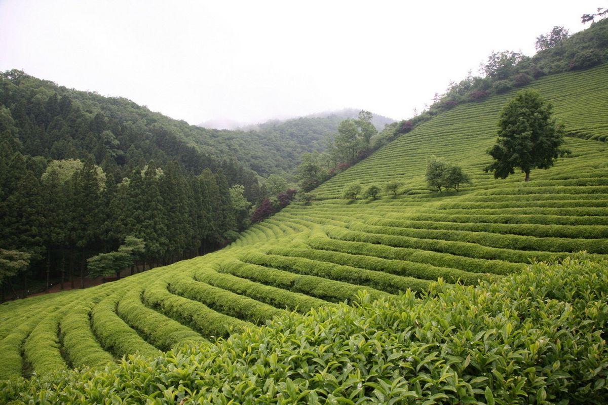 대한다원 녹차밭의 전경이다. / 출처: 보성군청 홈페이지