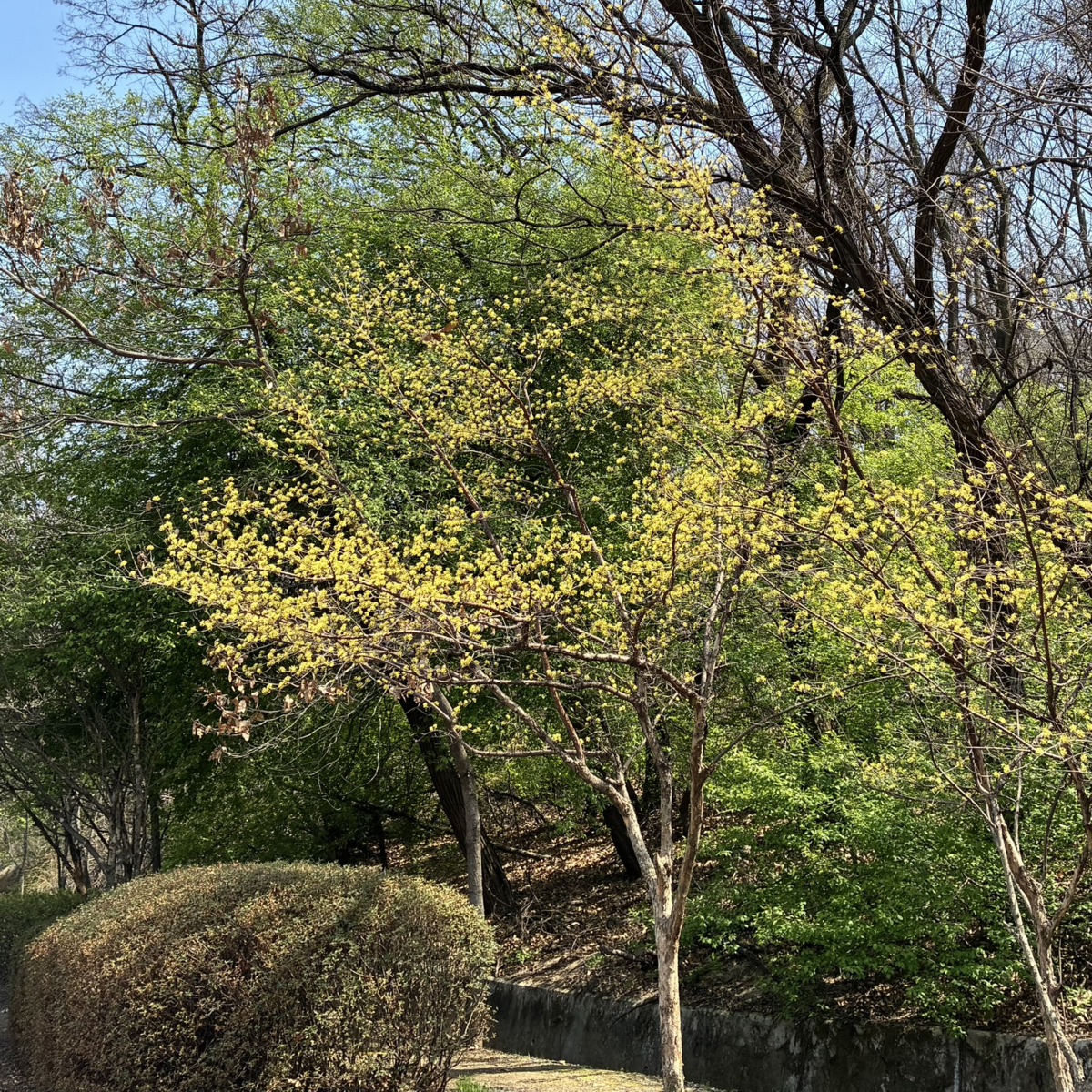 도심 속 산수유 / 이미지 출처: 필자 촬영