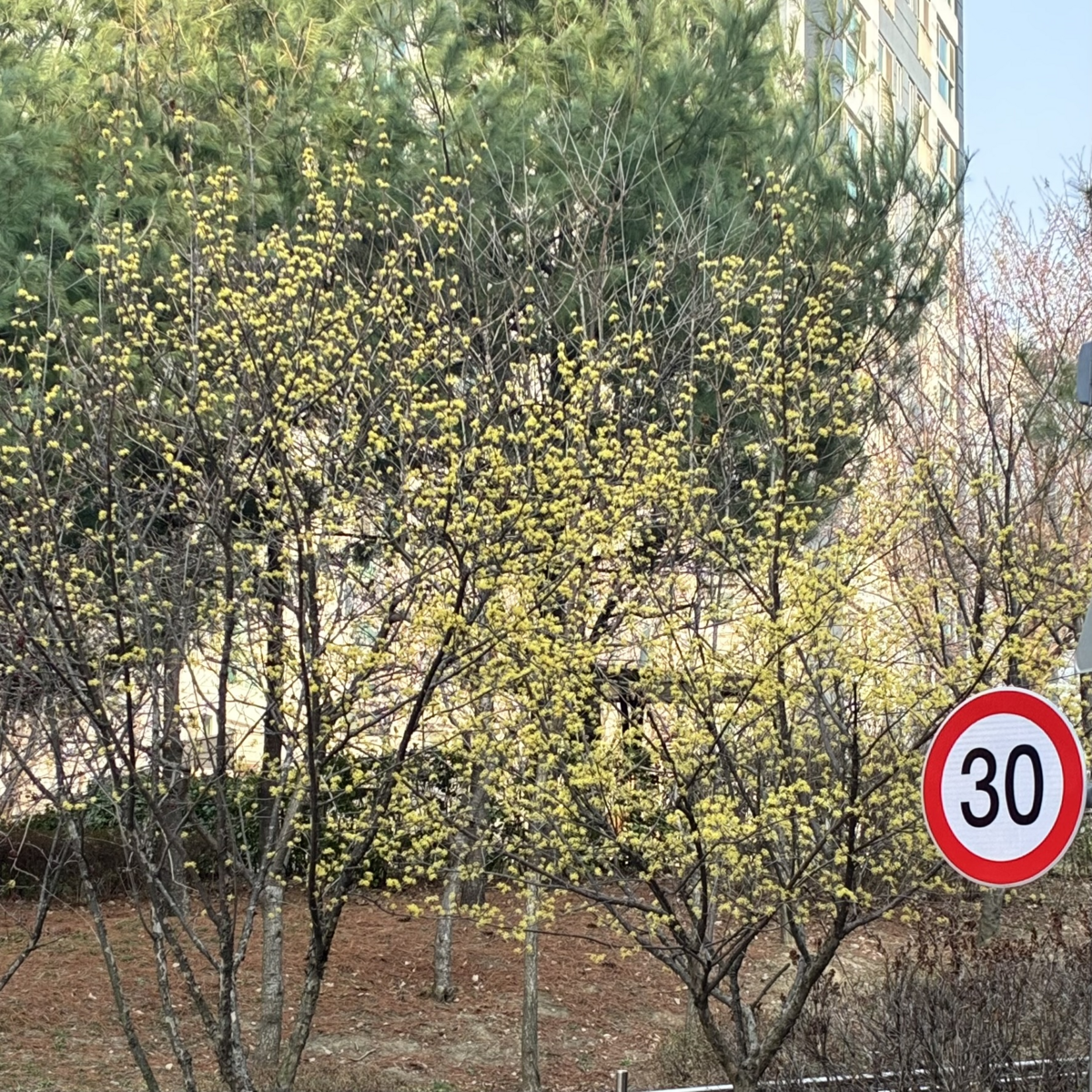 도심 속 산수유 / 이미지 출처: 필자 촬영