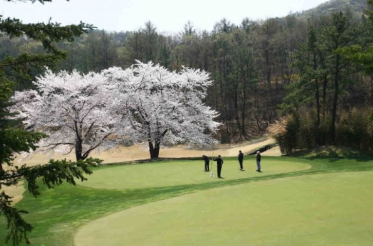 벚꽃 아래 퍼팅이 가능한 남서울 CC / 이미지 출처: 골프타임즈