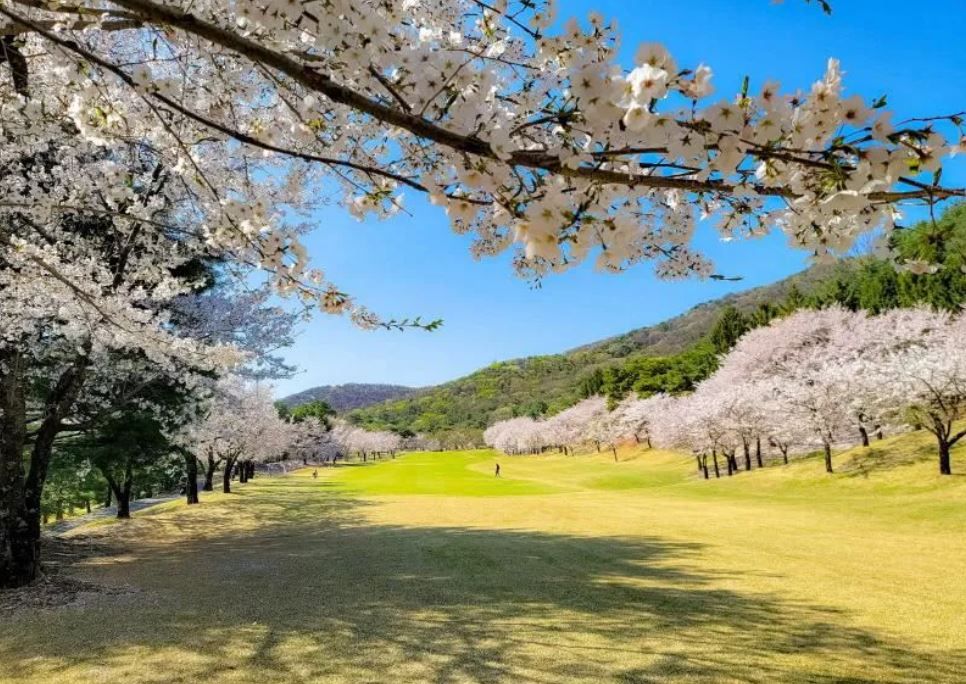 벚꽃이 만개한 블루헤런GC / 이미지 출처: 블루헤런GC 홈페이지