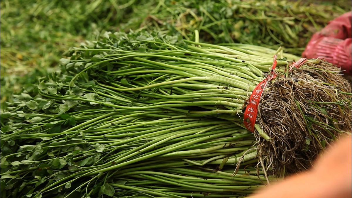 쌉싸름한 맛을 주는 미나리 / 이미지 출처: 게티 이미지