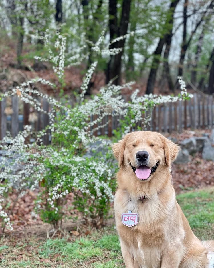 반려견을 위한 대형 테마파크라 불릴 정도로 실내외 다양한 시설이 마련되었다. / 이미지 출처: 인스타그램 @peter_pets_ 