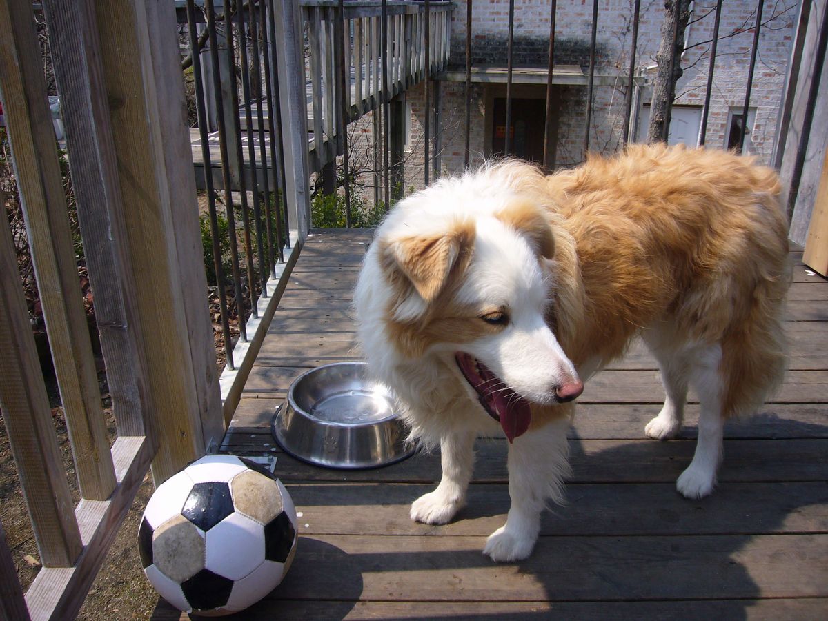 클로드에덴에 살고 있는 태산.