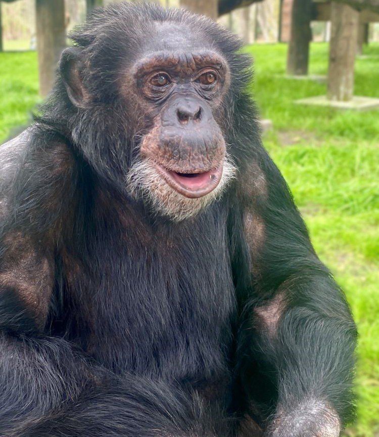 이제는 43세, 늠름한 대왕 침팬지가 된 버블스의 근황 / 이미지 출처: Center for Great Apes