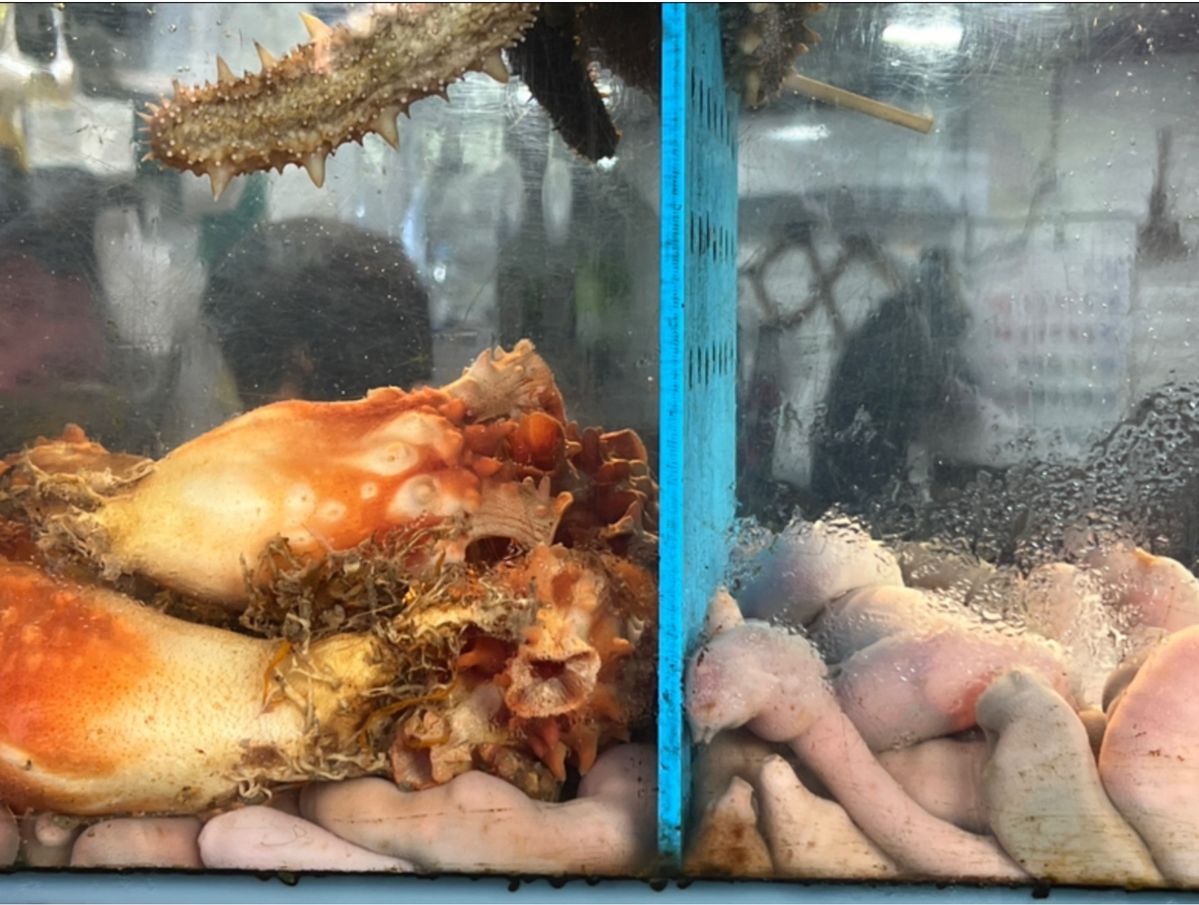 동대문 횟집 수족관 속 개불과 멍게 , 직접 촬영 