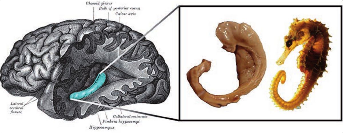 Drawing by Henry Vandyke Carter from Henry Gray’s book , Anatomy of the Human Body