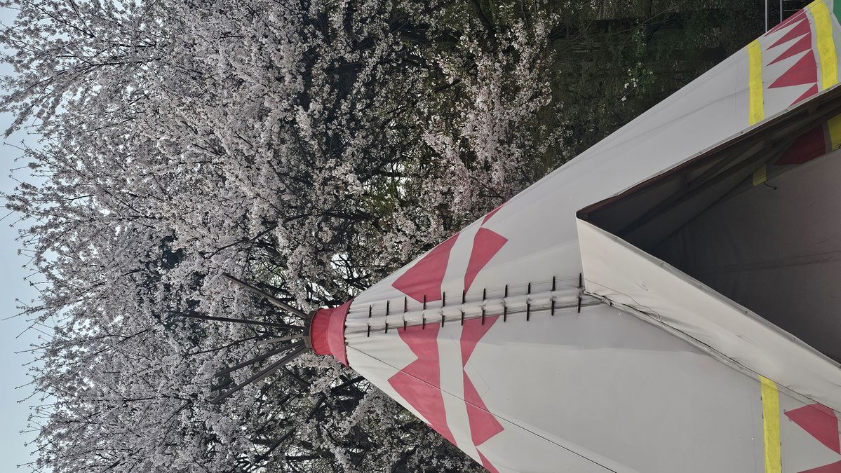 아차산은 아직 잘 알려지지 않은 벚꽃 명소이기도 하다. 꼭 숙박을 하지 않더라도 이곳에서 벚꽃 구경을 할 수 있다. / 이미지 출처: 필자 촬영