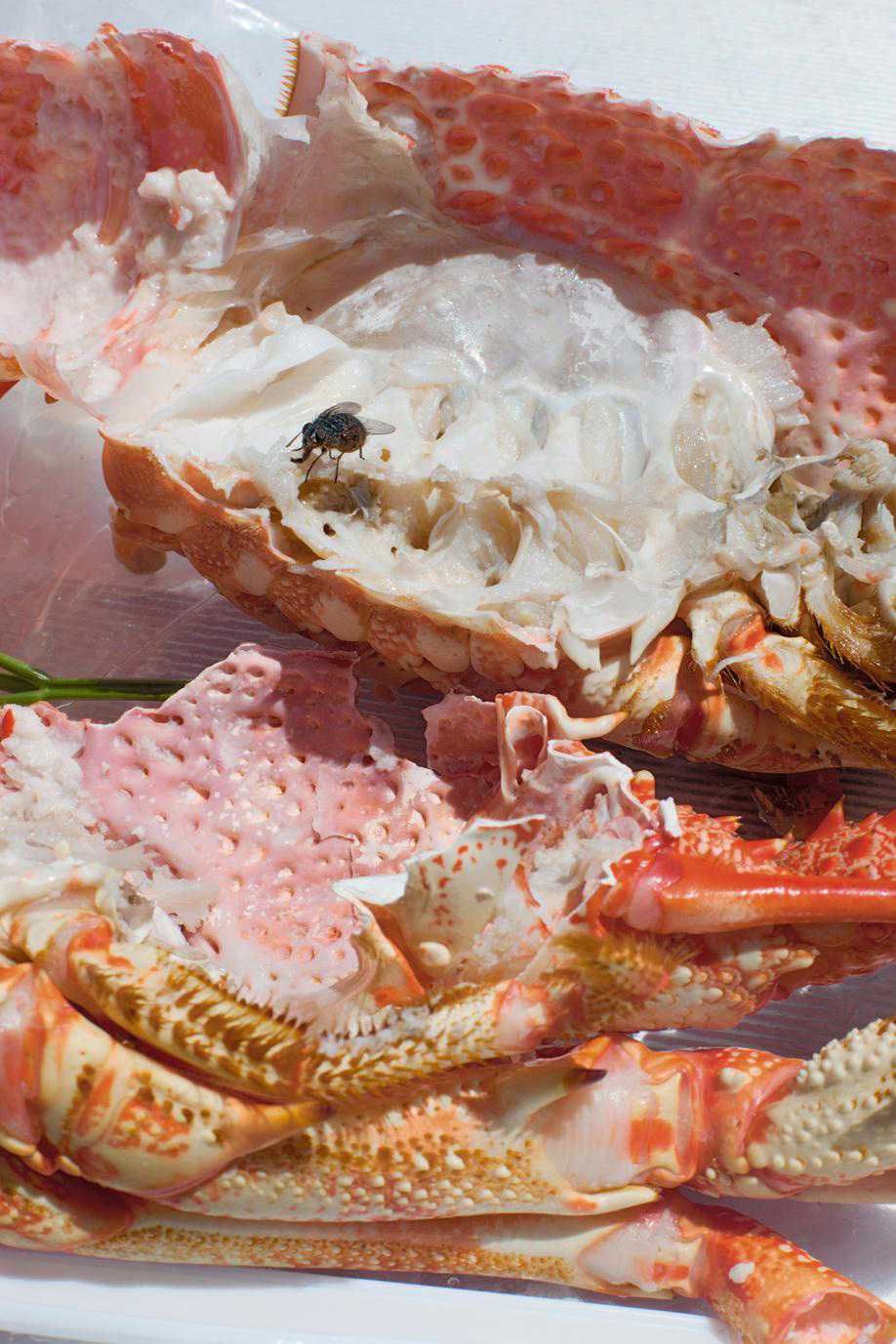 Astro Crusto A, Wolfgang Tillmans 2012Selbstturm, Dieter Roth, NY TIMES