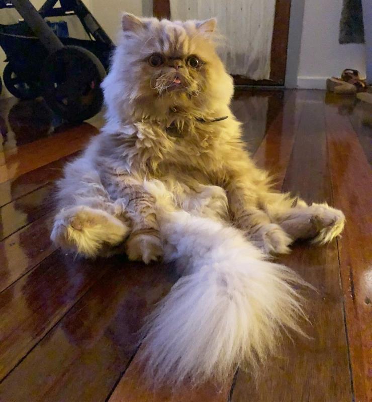 윈스톤 (@winstonsmushface)