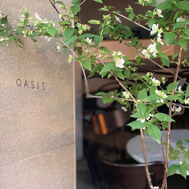 @oasisbrunch