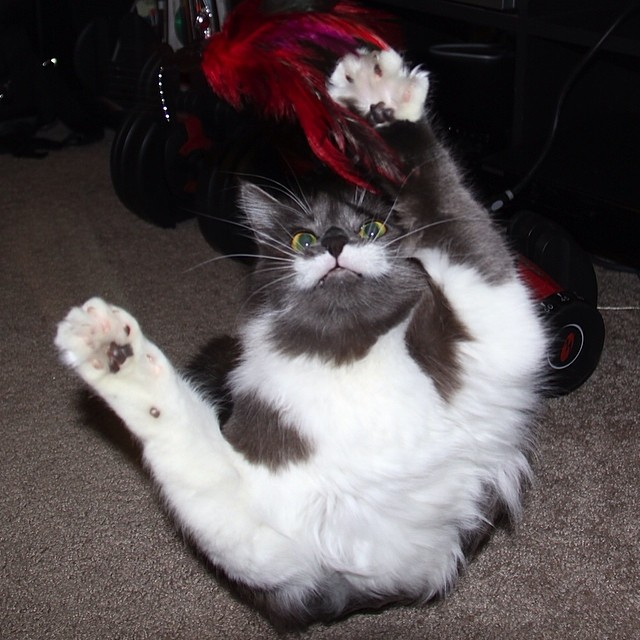 해밀턴 (@hamilton_the_hipster_cat)