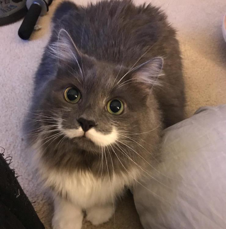 해밀턴 (@hamilton_the_hipster_cat)