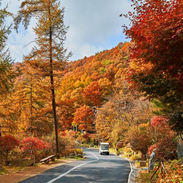 포레스트 리솜 @resom.resort