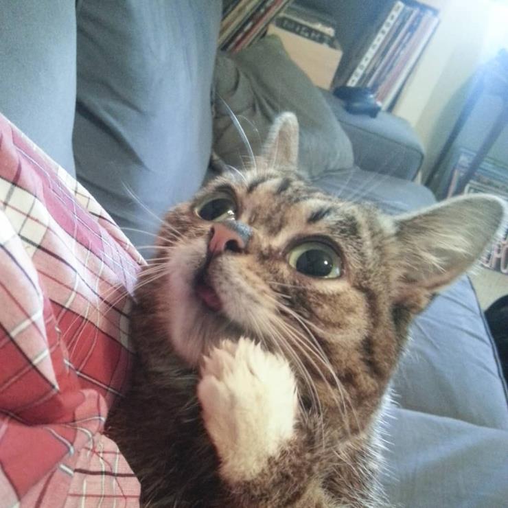 릴법 (@iamlilbub)