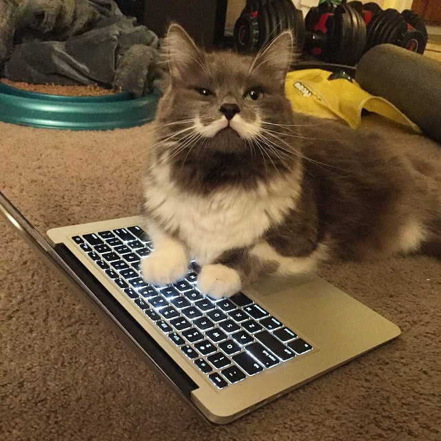 해밀턴 (@hamilton_the_hipster_cat)