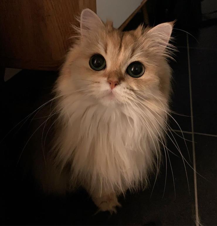 스무디 (@smoothiethecat)