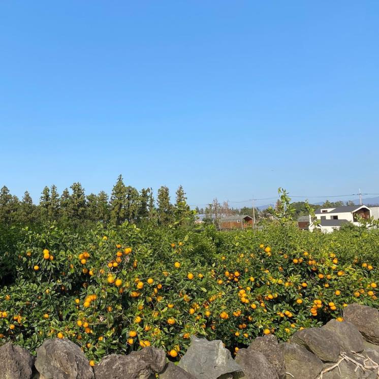 그리니제주 @greeny_jeju