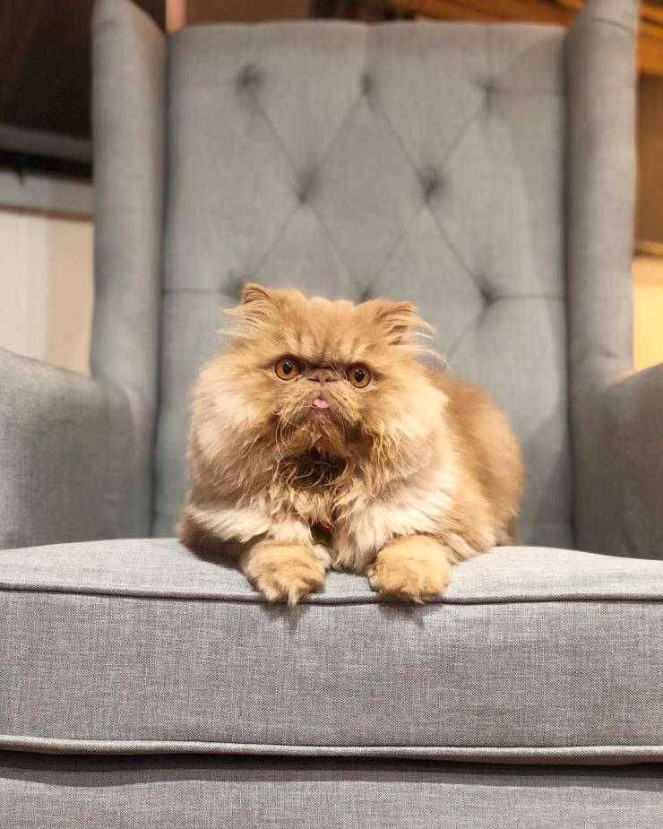 윈스톤 (@winstonsmushface)