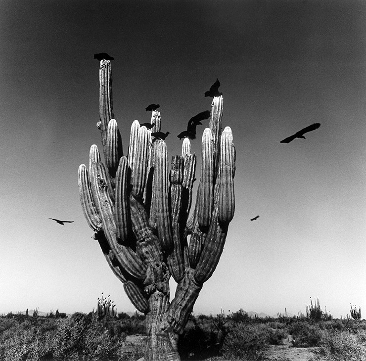 Saguaro, Desierto de Sonora, Mexico, 1979, Tirage gelatino-argentique Silver gelantine print ⓒ Graciela Iturbide