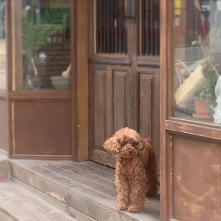 @yunjudang