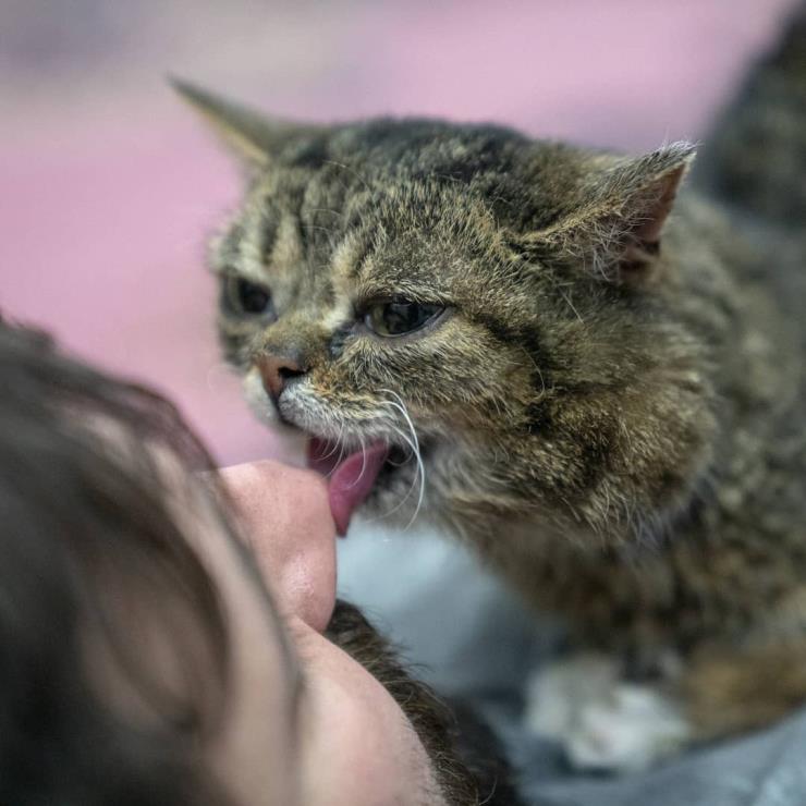 릴법 (@iamlilbub)